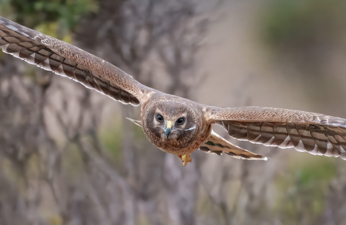 Northern Harrier - ML641447054
