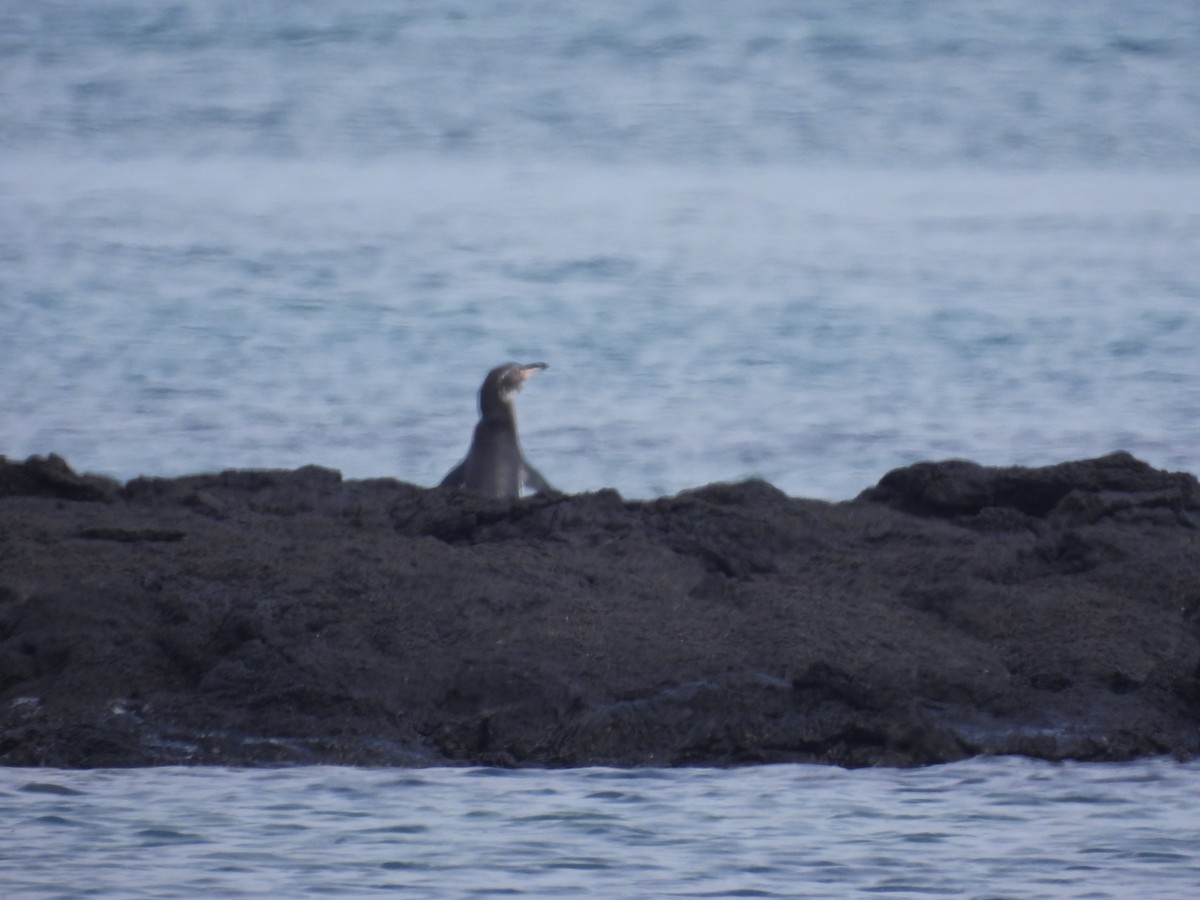 Pingüino de Galápagos - ML641447064