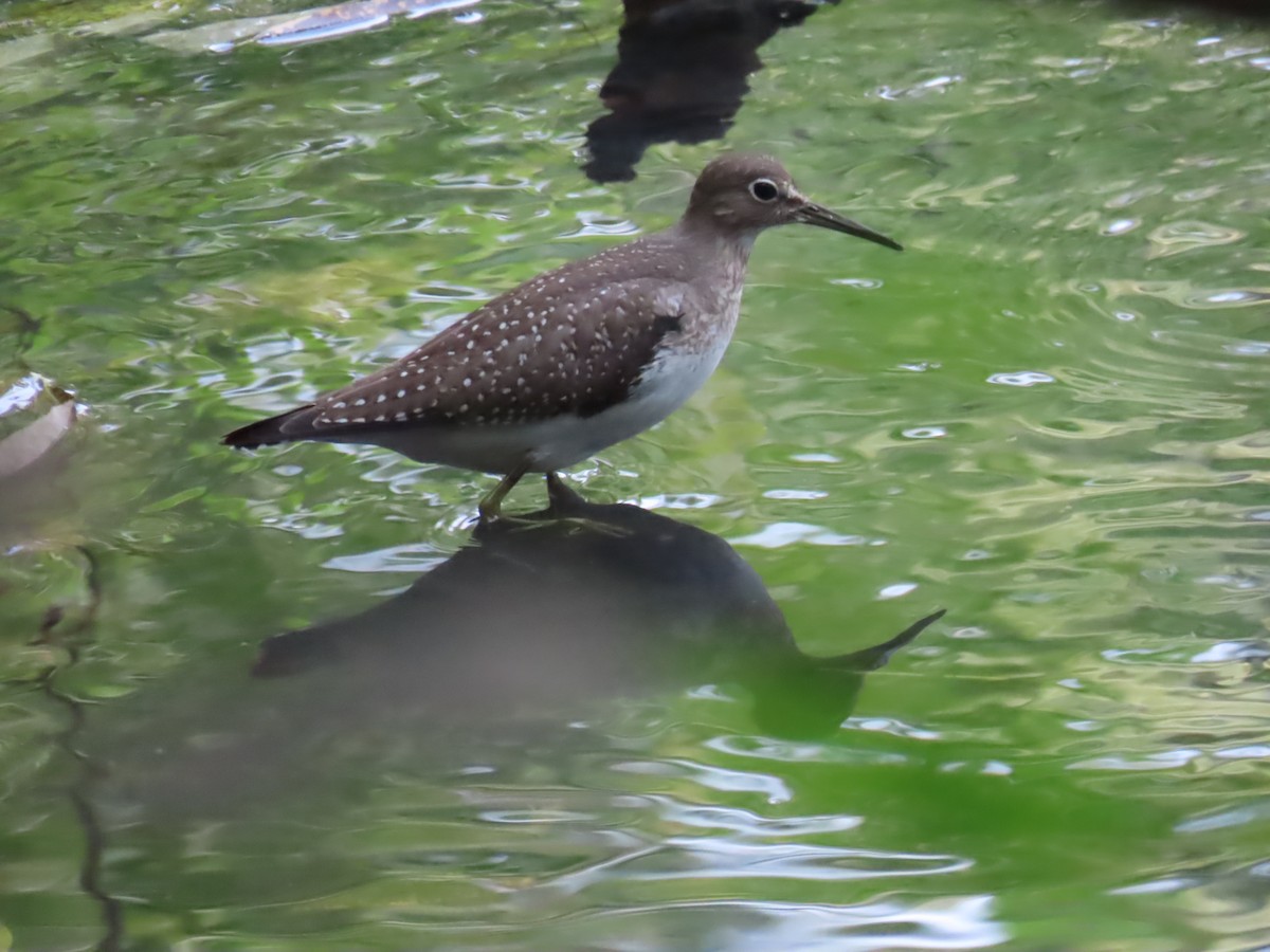 Solitary Sandpiper - ML641447066
