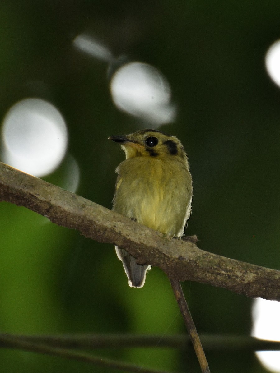 Golden-crowned Spadebill - ML641447072