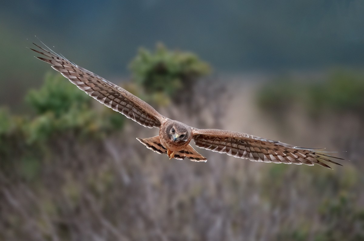 Northern Harrier - ML641447079