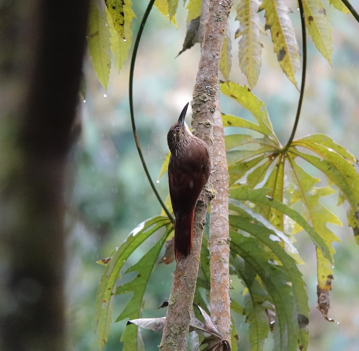 Strong-billed Woodcreeper - ML641447080
