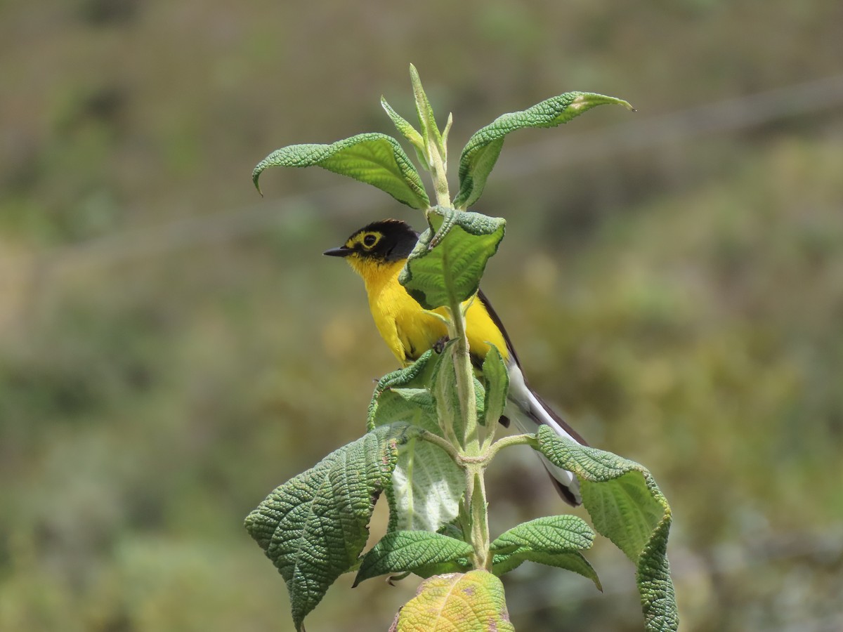 Spectacled Redstart - ML641447083