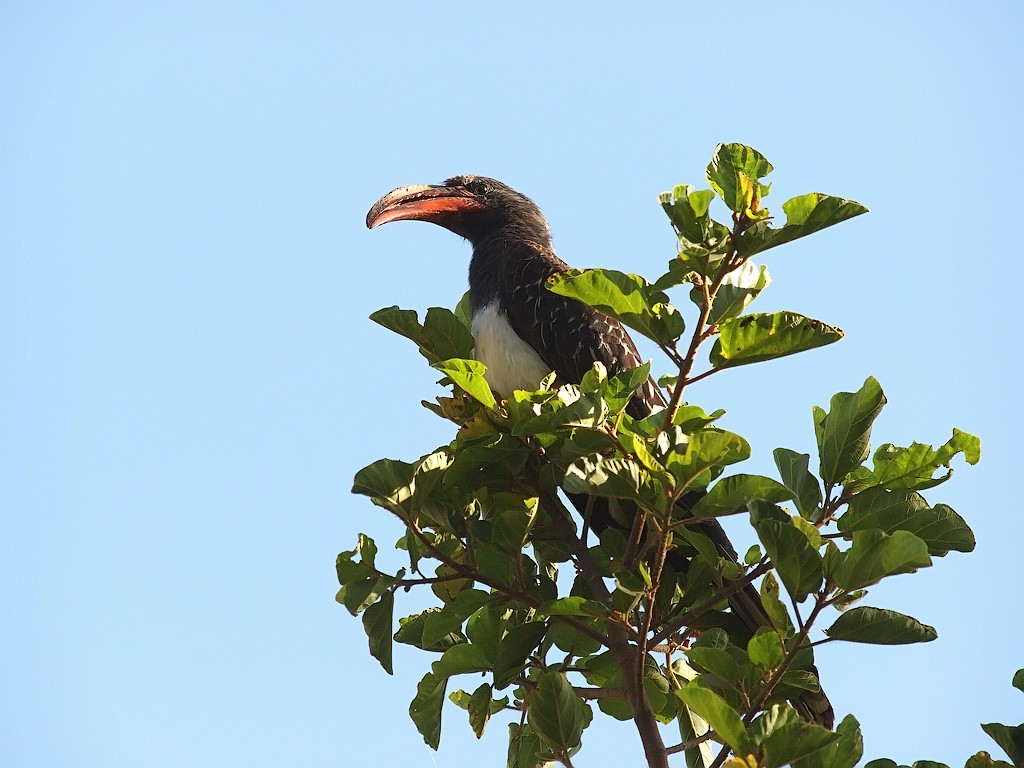 Hemprich's Hornbill - ML641447104