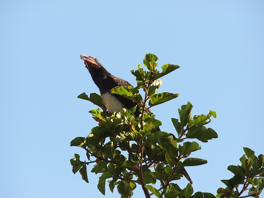 Hemprich's Hornbill - ML641447105