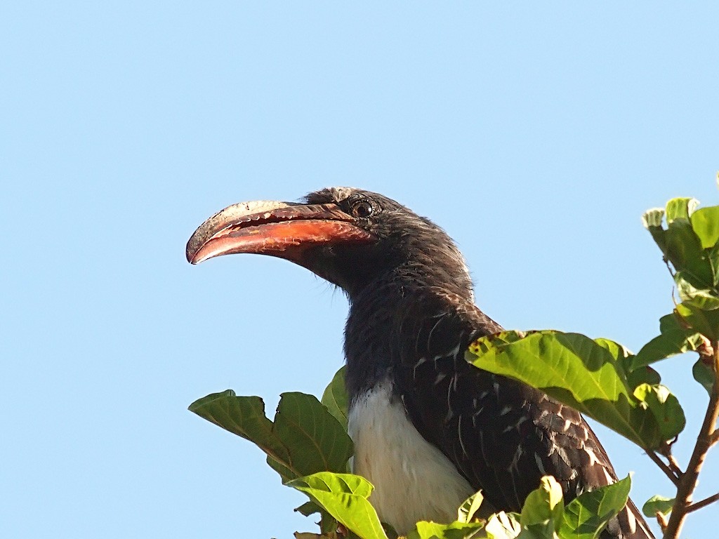 Hemprich's Hornbill - ML641447106