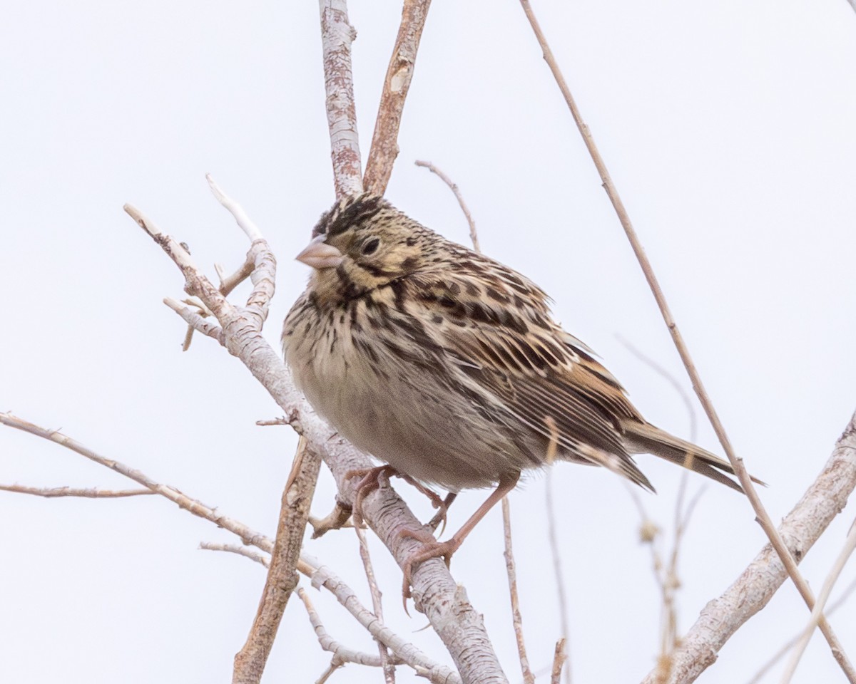 Baird's Sparrow - ML641447114