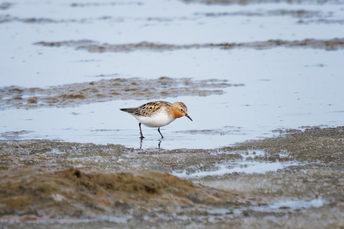 חופית אדומת-צוואר - ML641447127