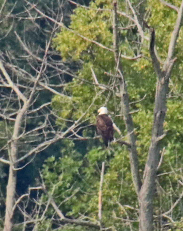 Bald Eagle - ML641447133