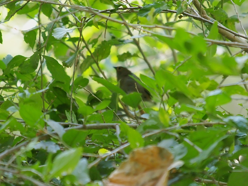 Green-backed Twinspot - ML641447135