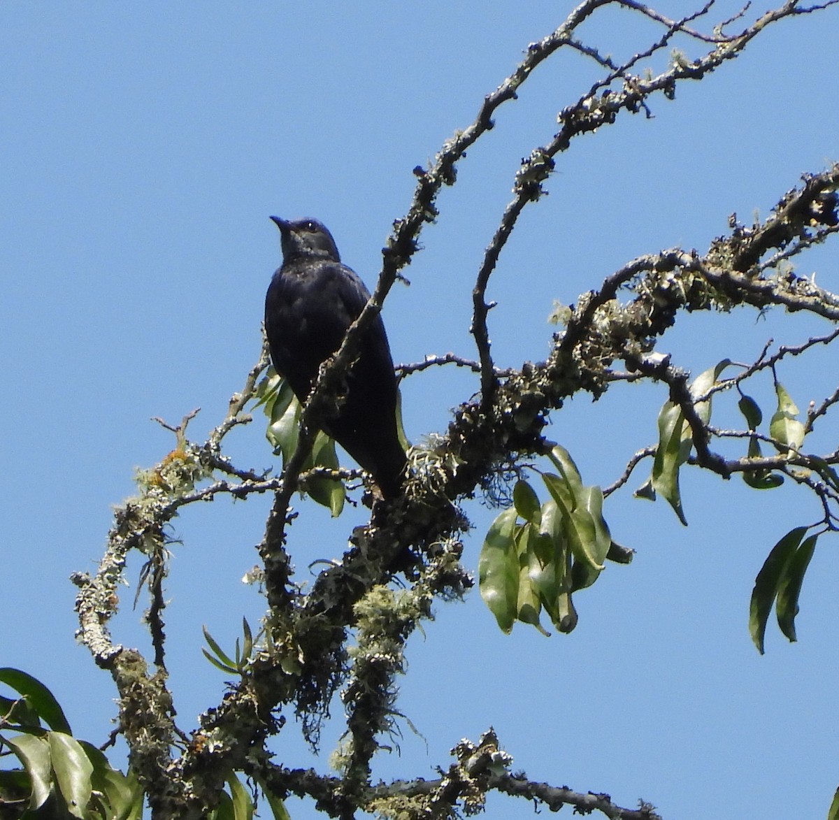 Stuhlmann's Starling - ML641447153