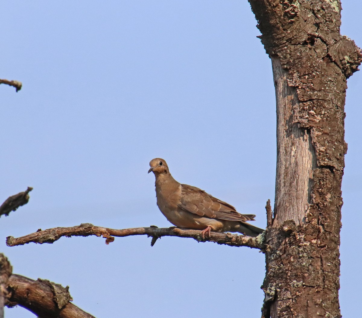 Mourning Dove - ML641447156