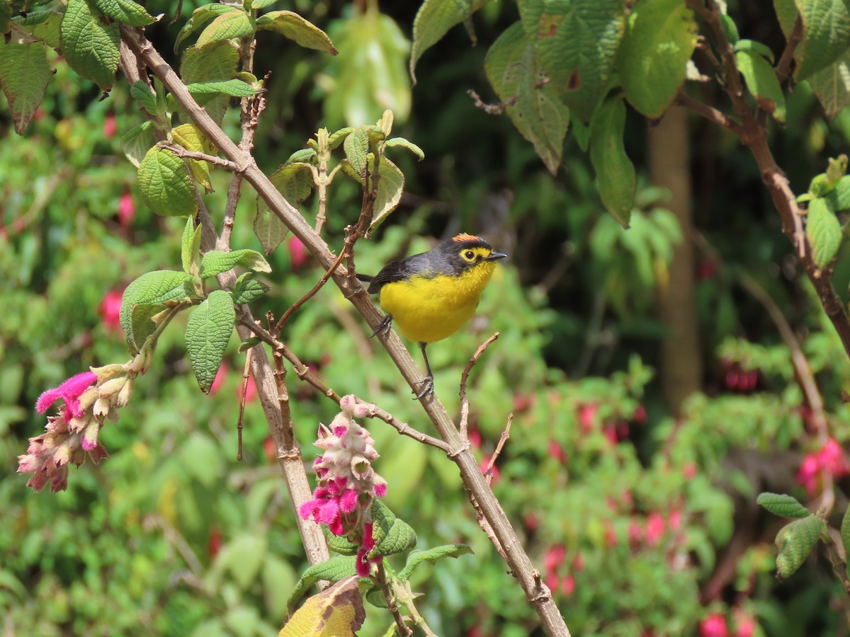 Spectacled Redstart - ML641447174