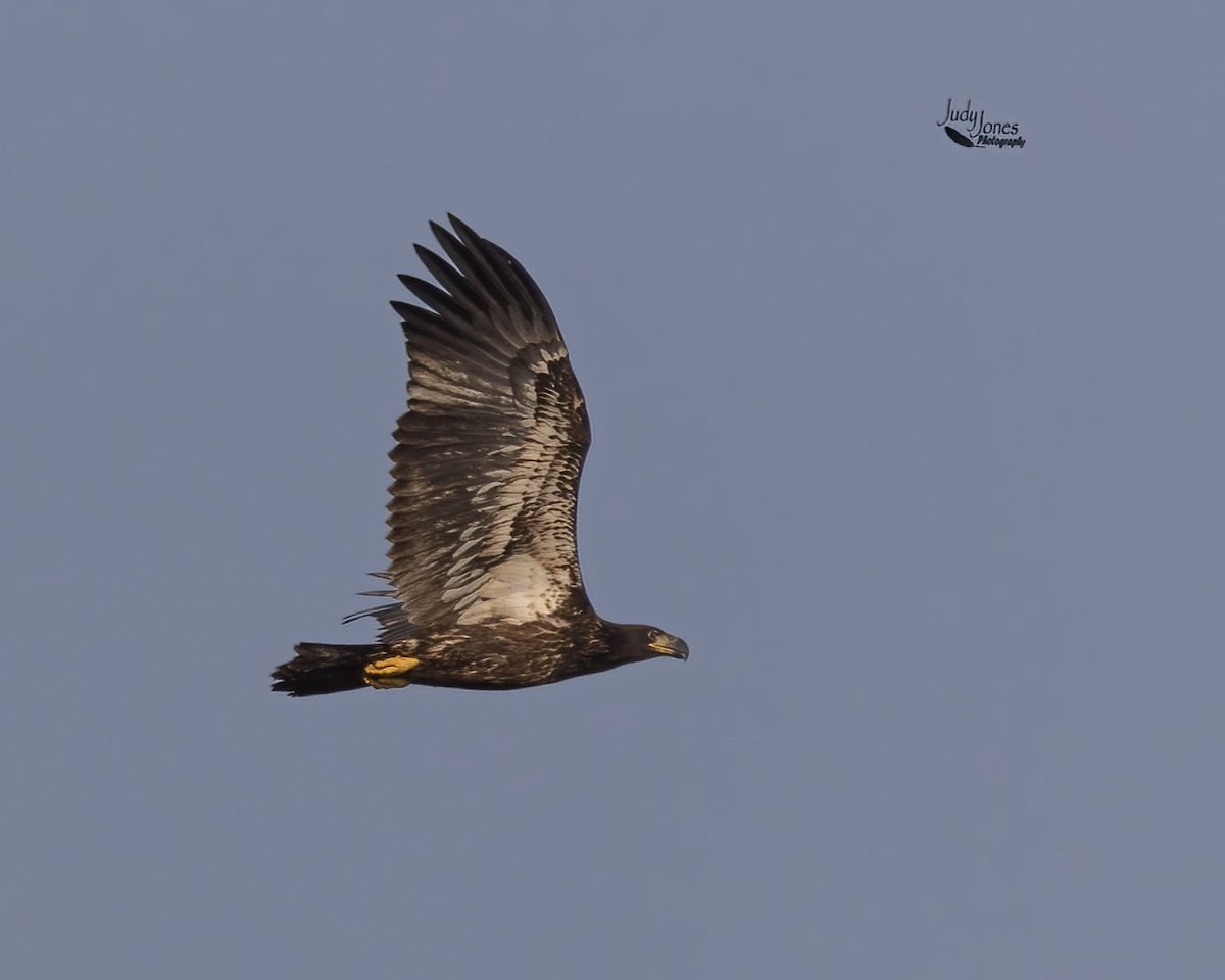 Bald Eagle - ML641447182