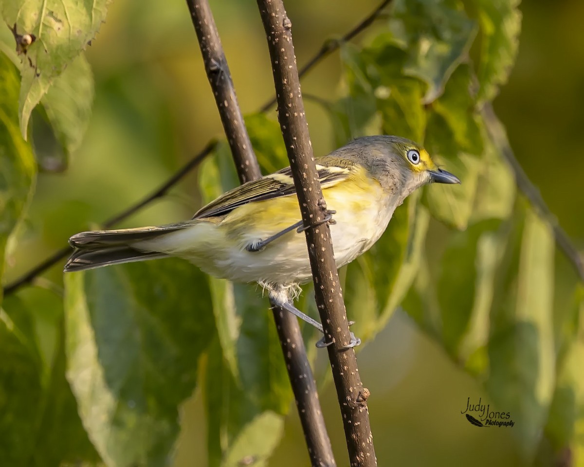 White-eyed Vireo - ML641447196