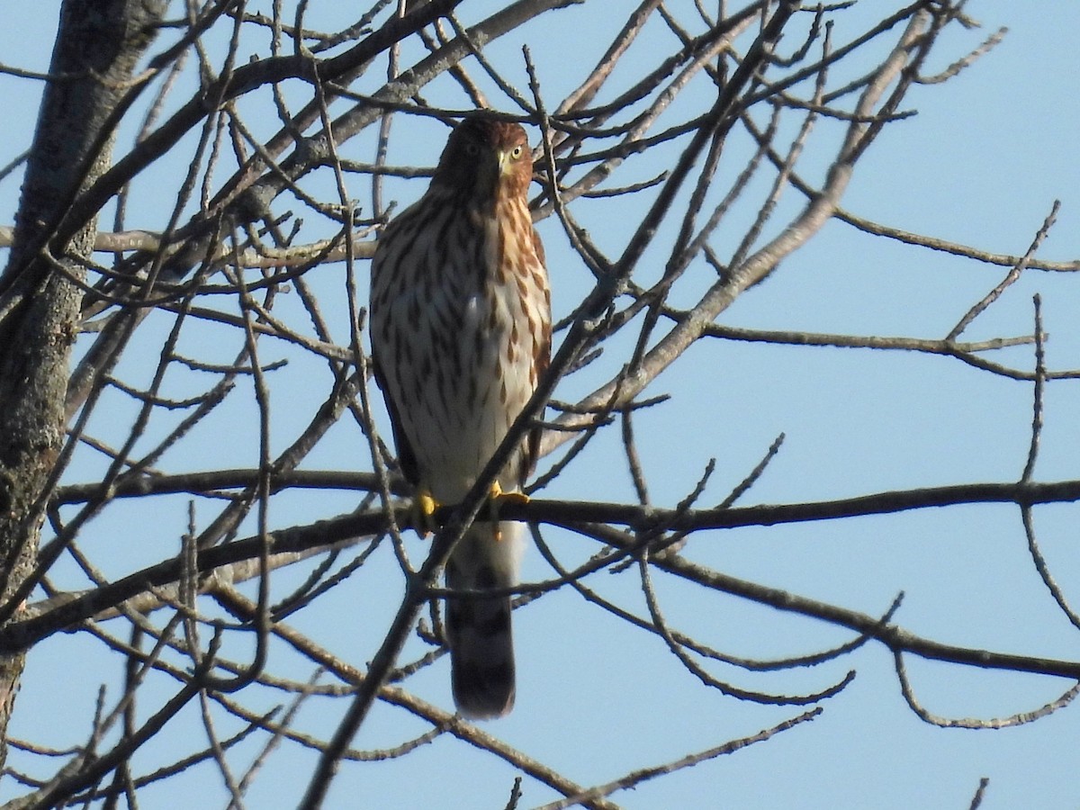 Cooper's Hawk - ML641447253