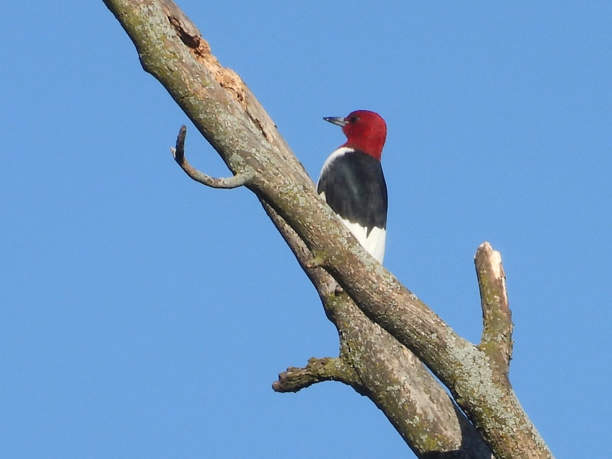 Red-headed Woodpecker - ML641447263