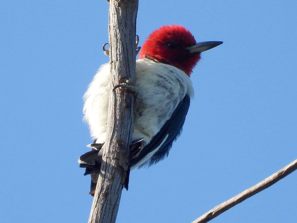 Red-headed Woodpecker - ML641447276
