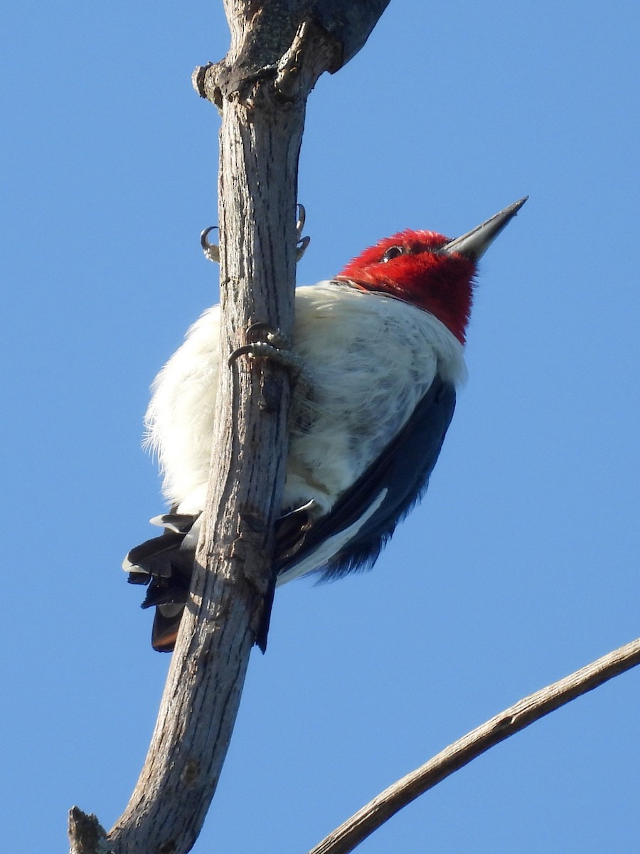 Red-headed Woodpecker - ML641447280