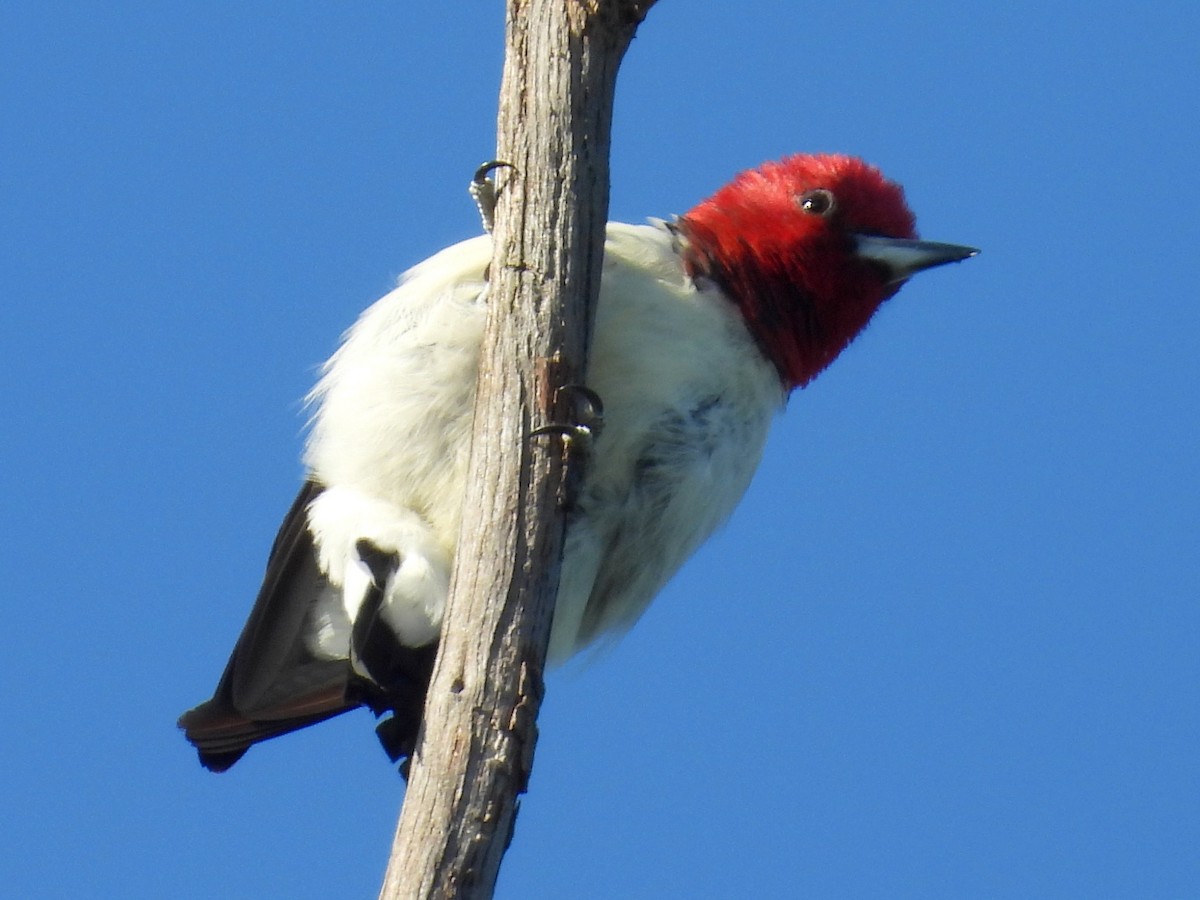 Red-headed Woodpecker - ML641447283