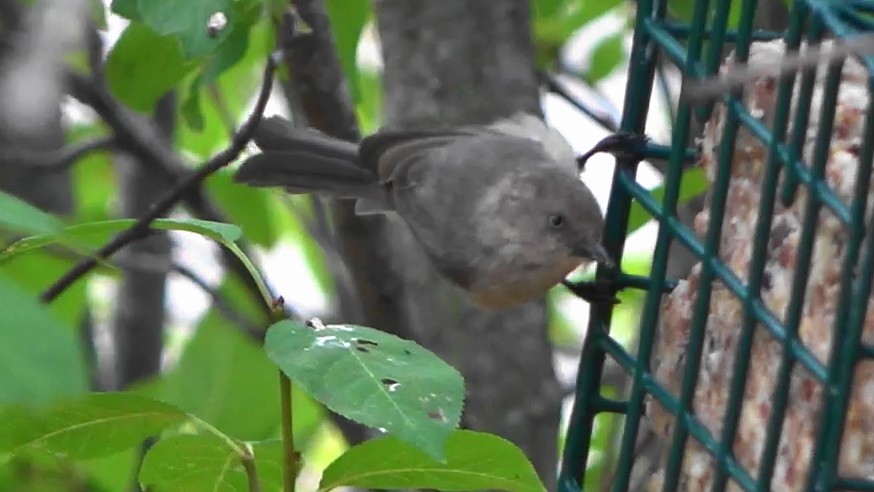 Bushtit - ML641447288