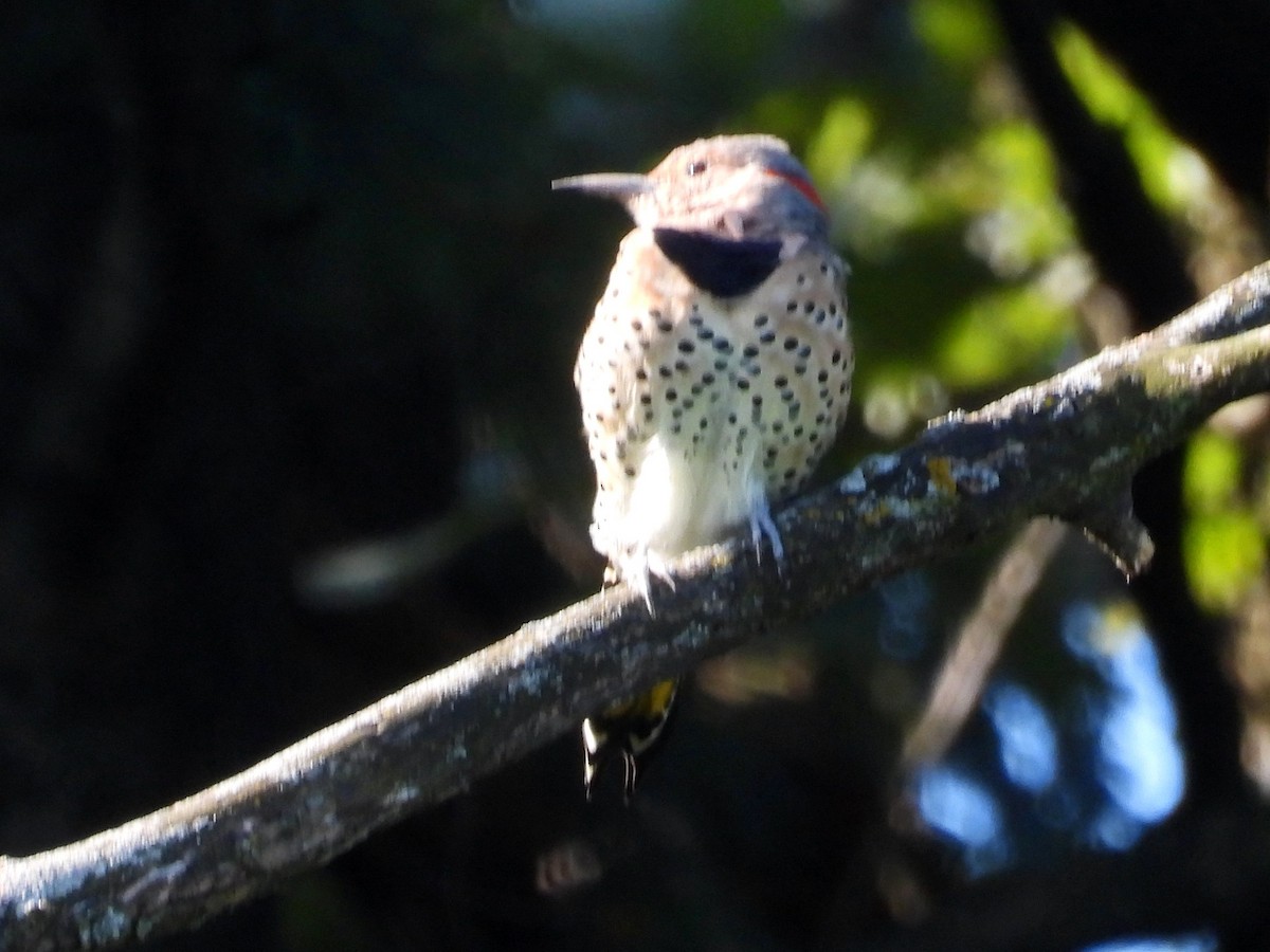 Northern Flicker - ML641447292