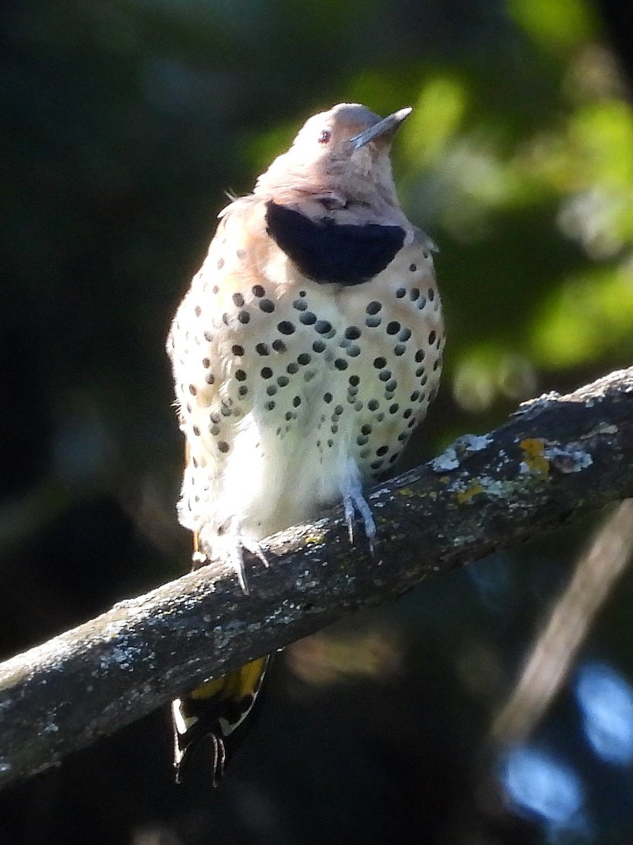 Northern Flicker - ML641447300