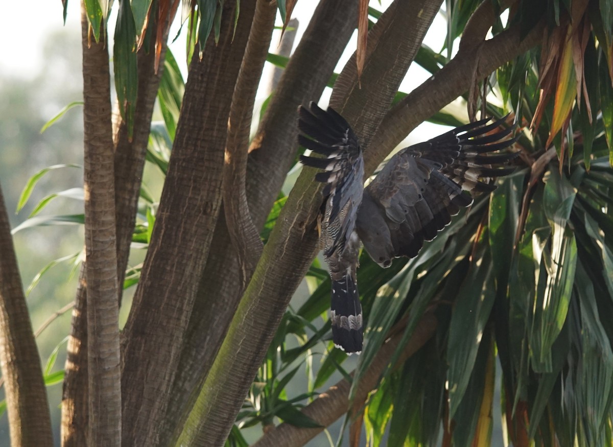 African Harrier-Hawk - ML641447302