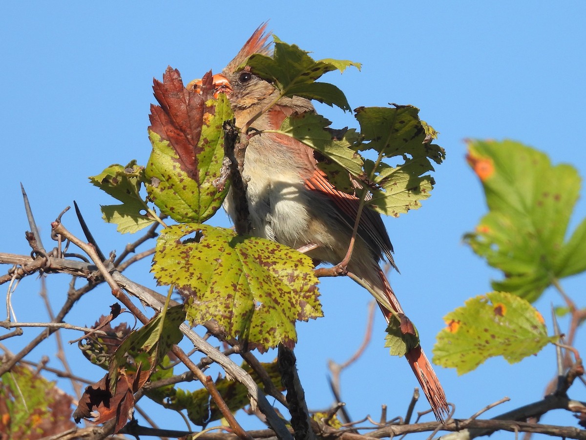 Northern Cardinal - ML641447322