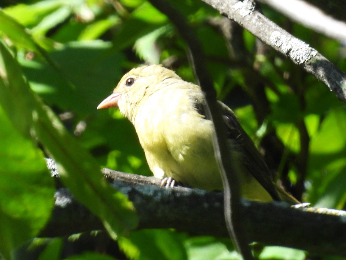 Scarlet Tanager - ML641447324