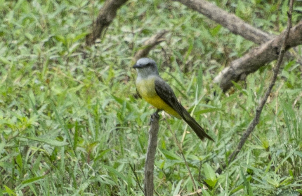 Tropical Kingbird (South American) - ML641447432