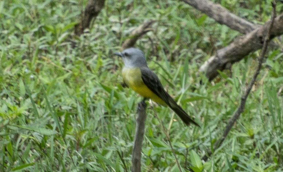 Tropical Kingbird (South American) - ML641447433