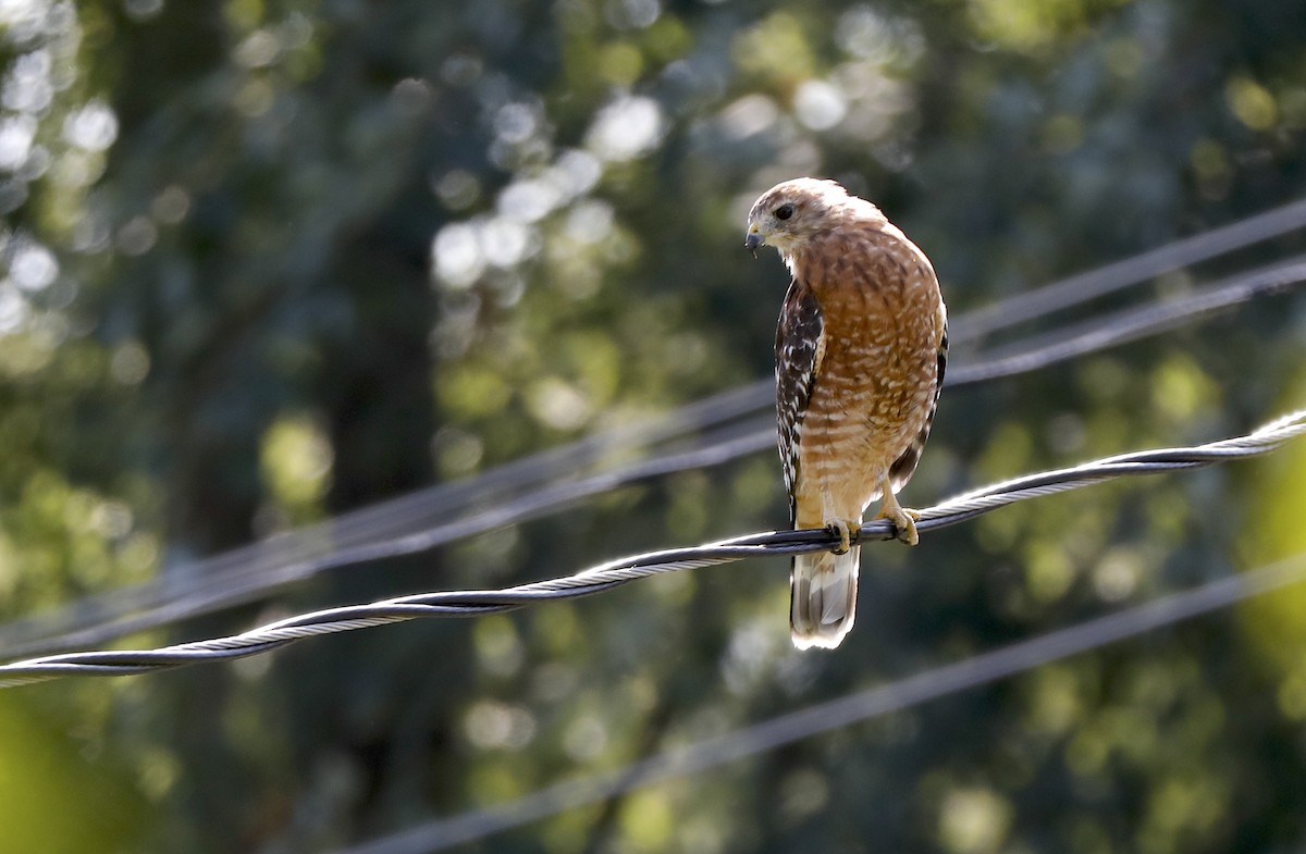Red-shouldered Hawk - ML641447462