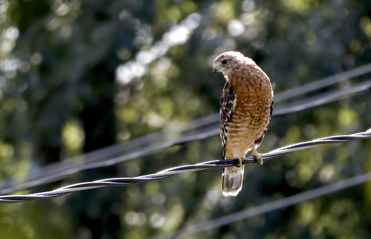 Red-shouldered Hawk - ML641447469