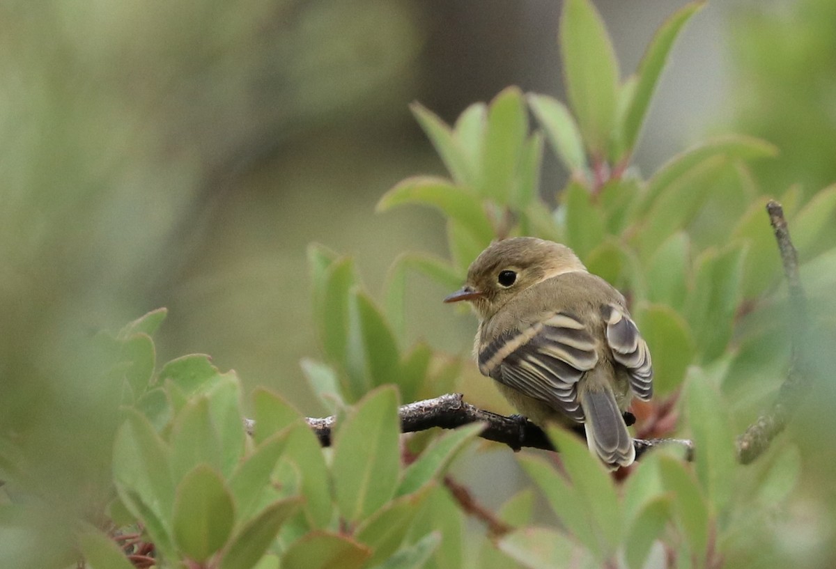 Buff-breasted Flycatcher - Oscar Wilhelmy