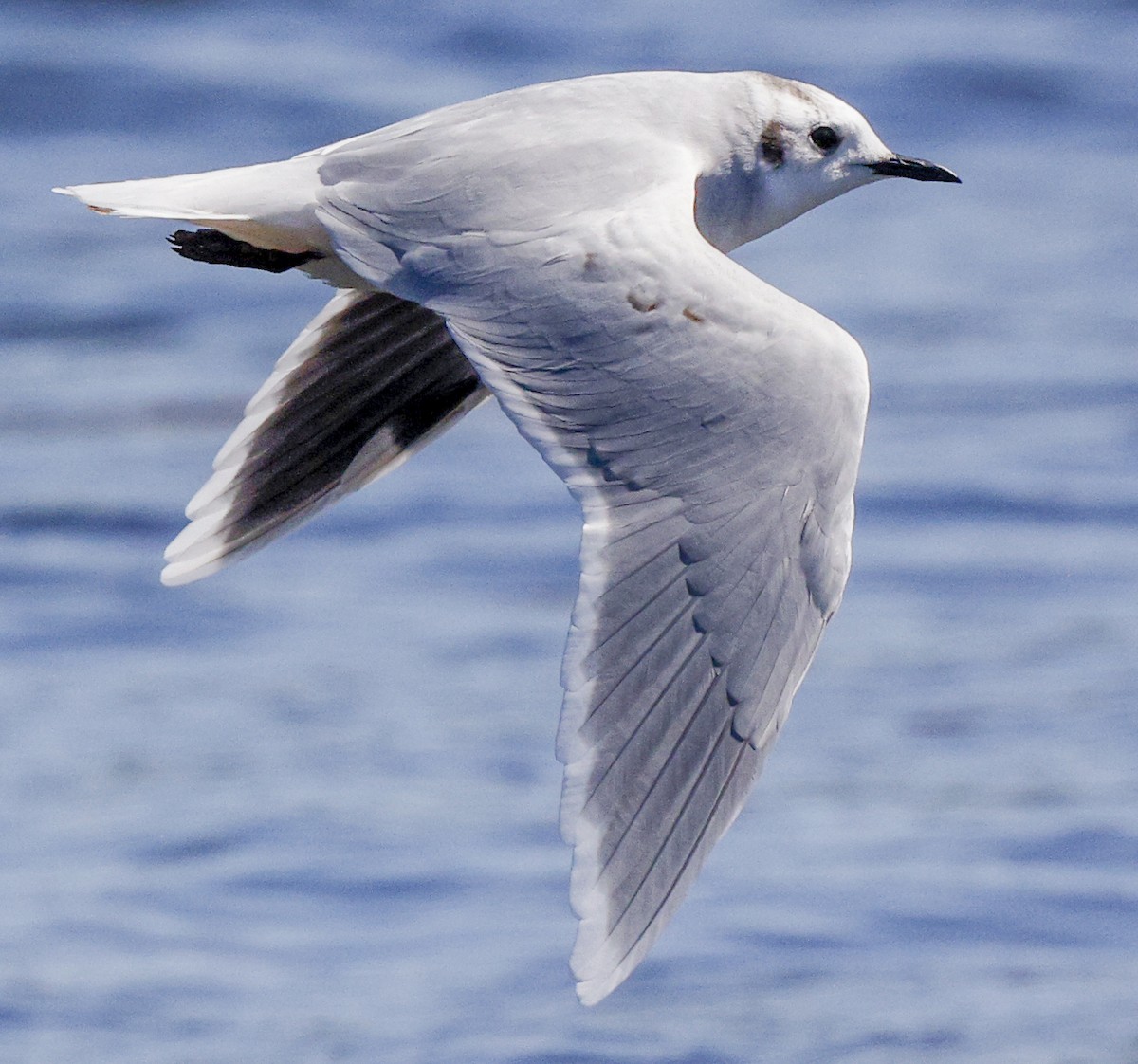 Little Gull - ML641447564