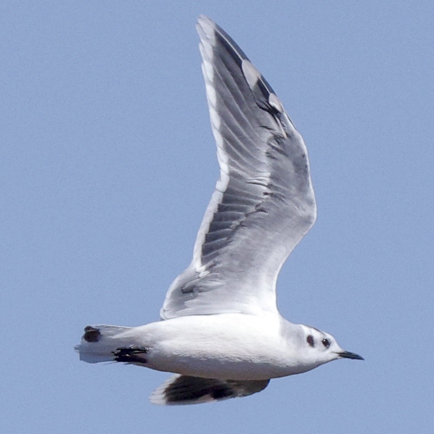 Little Gull - ML641447565