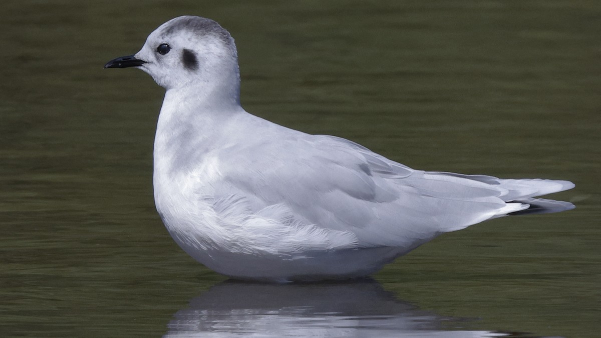 Little Gull - ML641447566