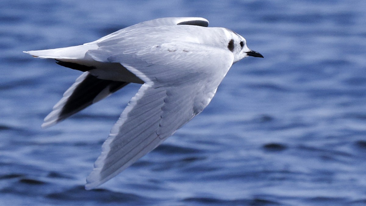 Little Gull - ML641447567