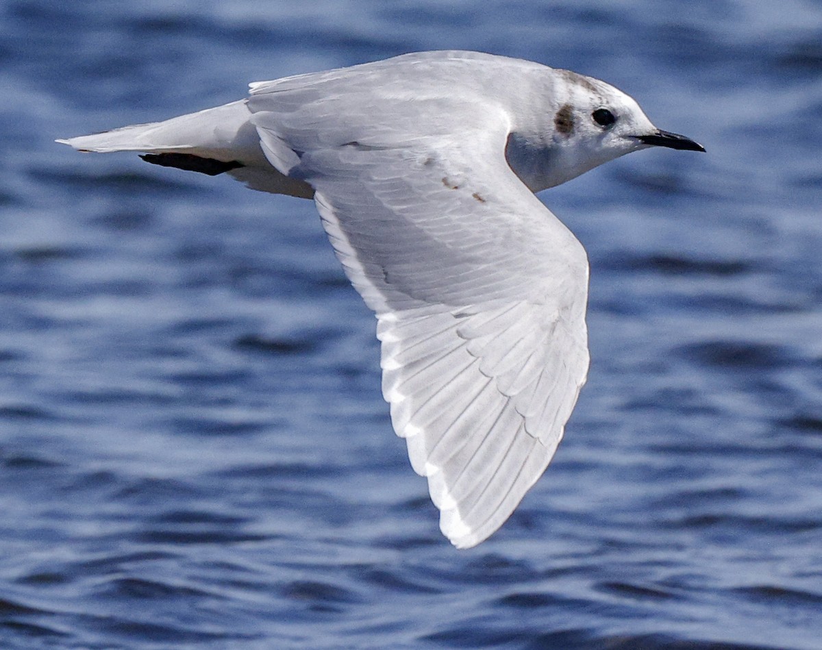 Little Gull - ML641447568