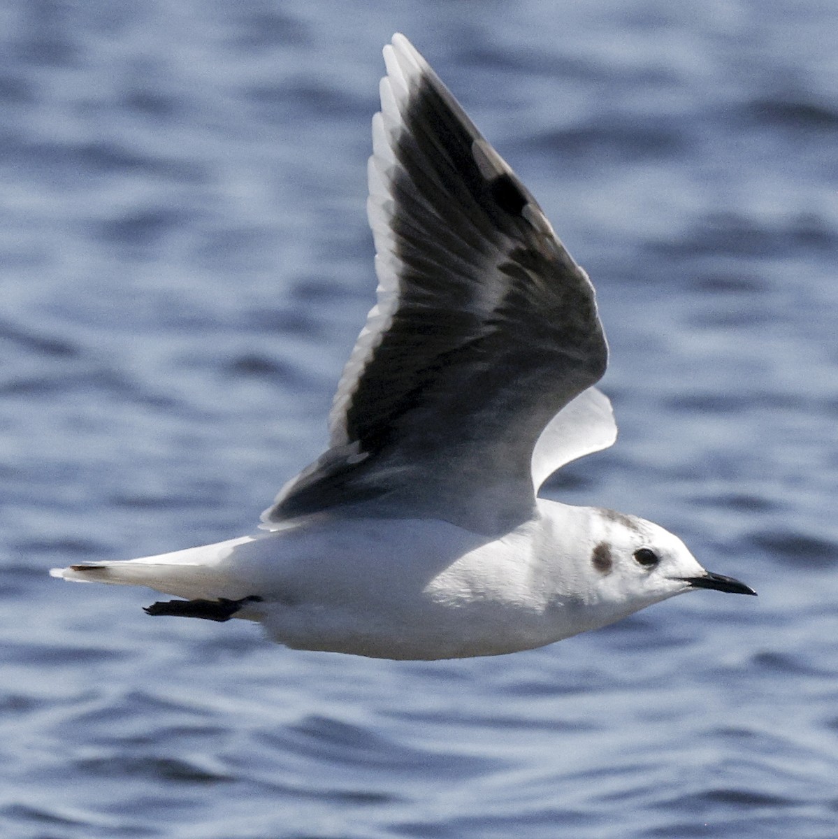 Little Gull - ML641447569