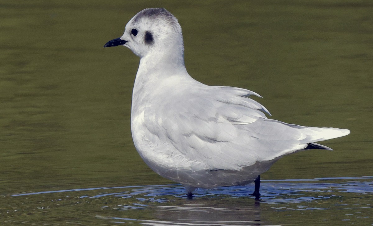 Little Gull - ML641447570