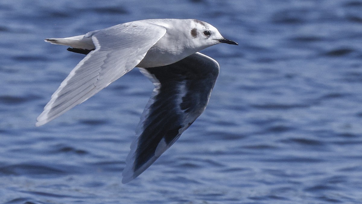 Little Gull - ML641447571