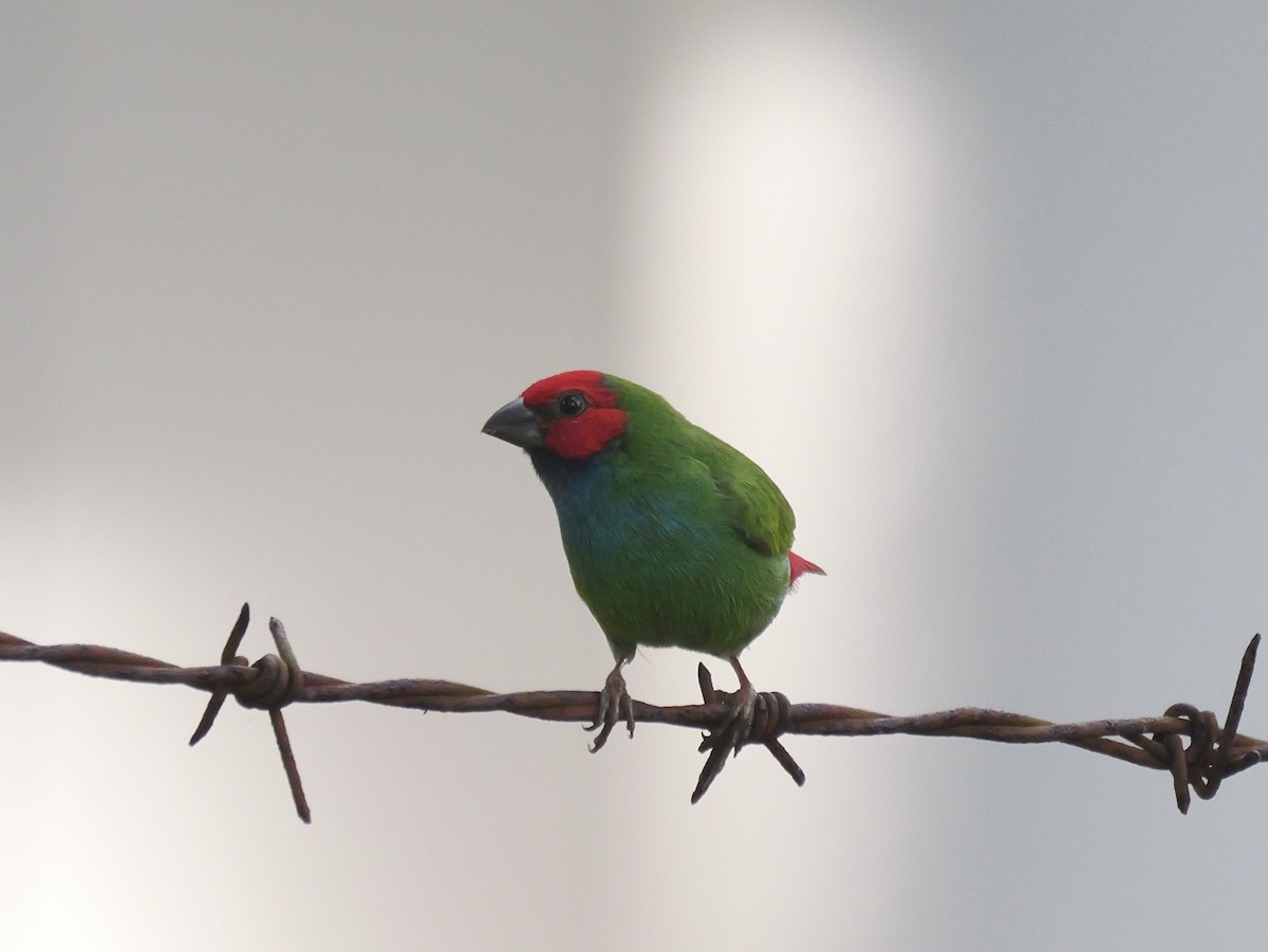 Fiji Parrotfinch - ML641447576