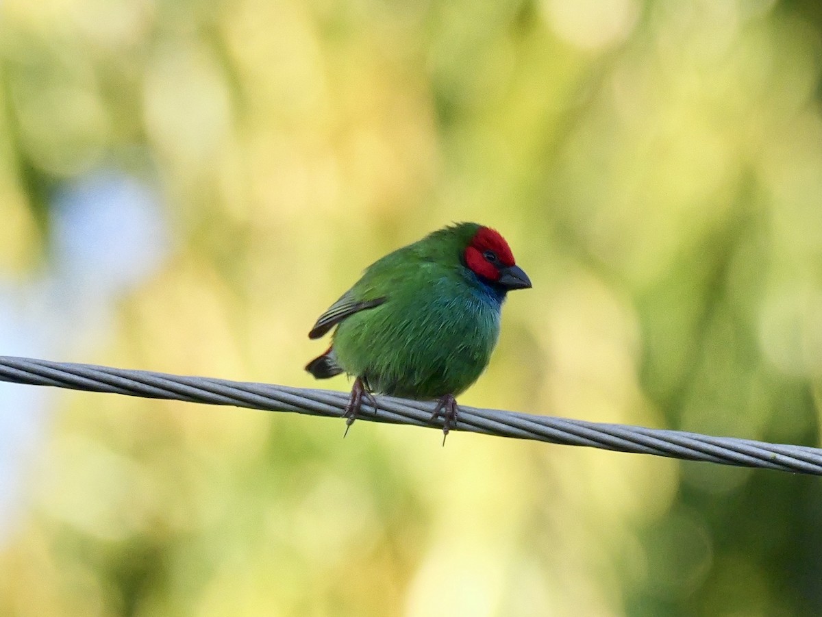 Fiji Parrotfinch - ML641447577