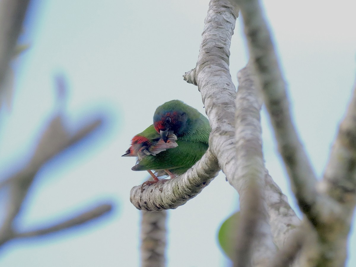 Fiji Parrotfinch - ML641447578