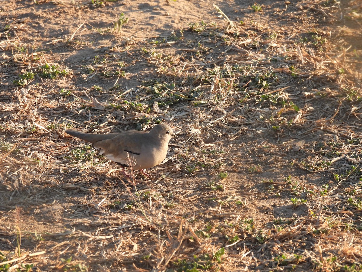 Picui Ground Dove - ML641447611