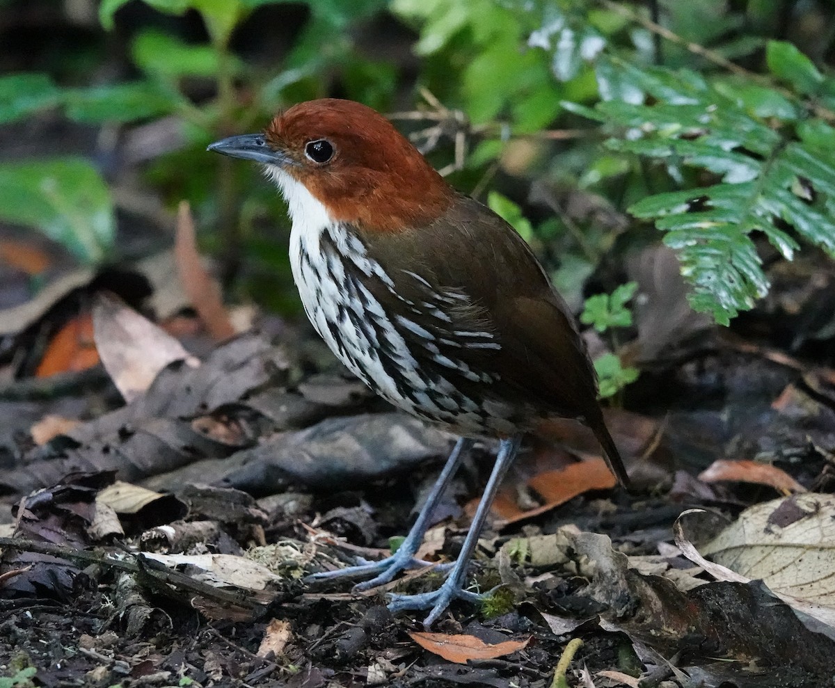 Chestnut-crowned Antpitta - ML641447665