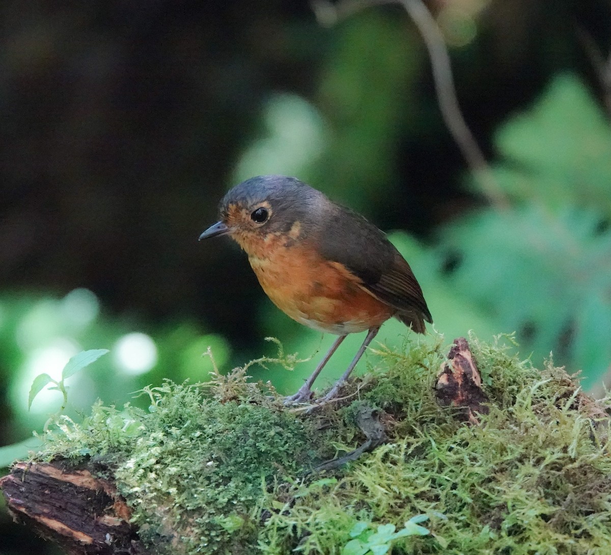 Slate-crowned Antpitta - ML641447683