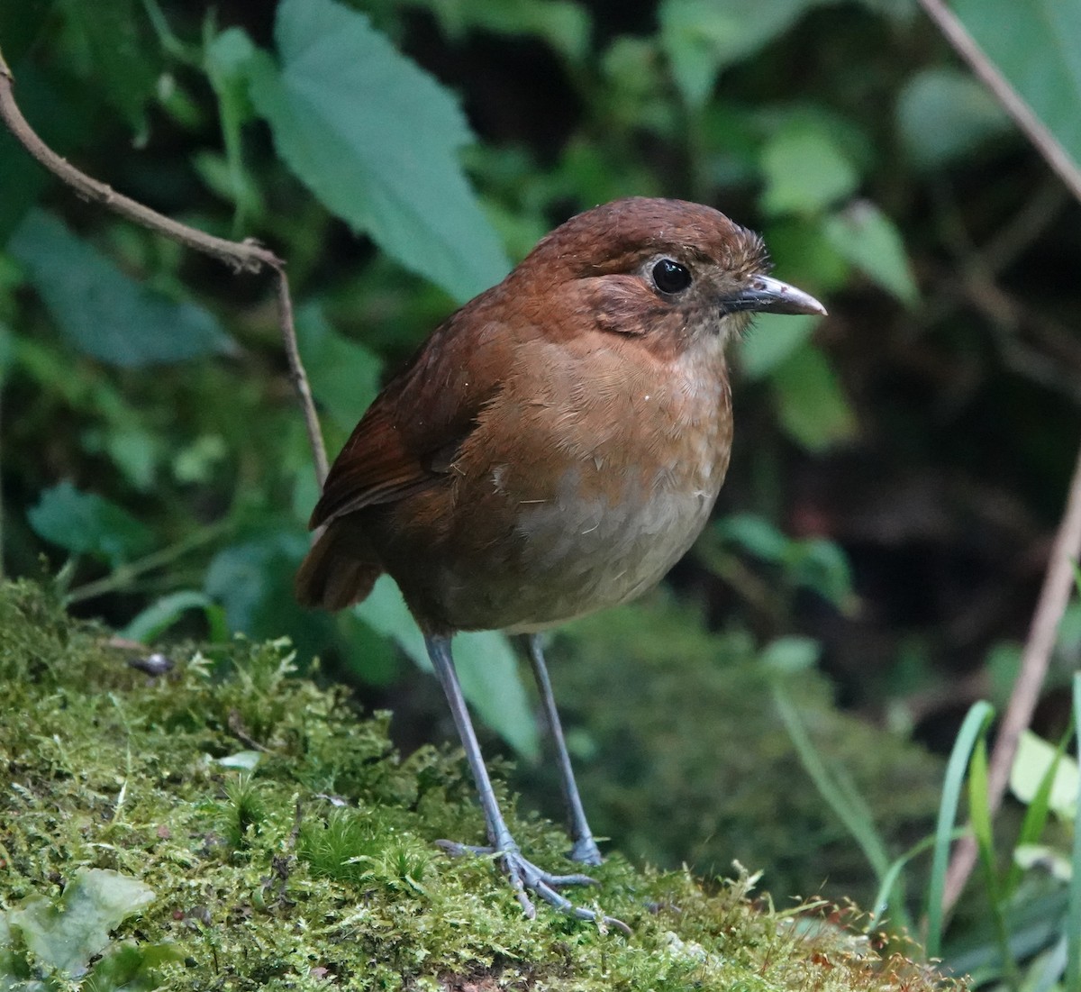 Brown-banded Antpitta - ML641447695